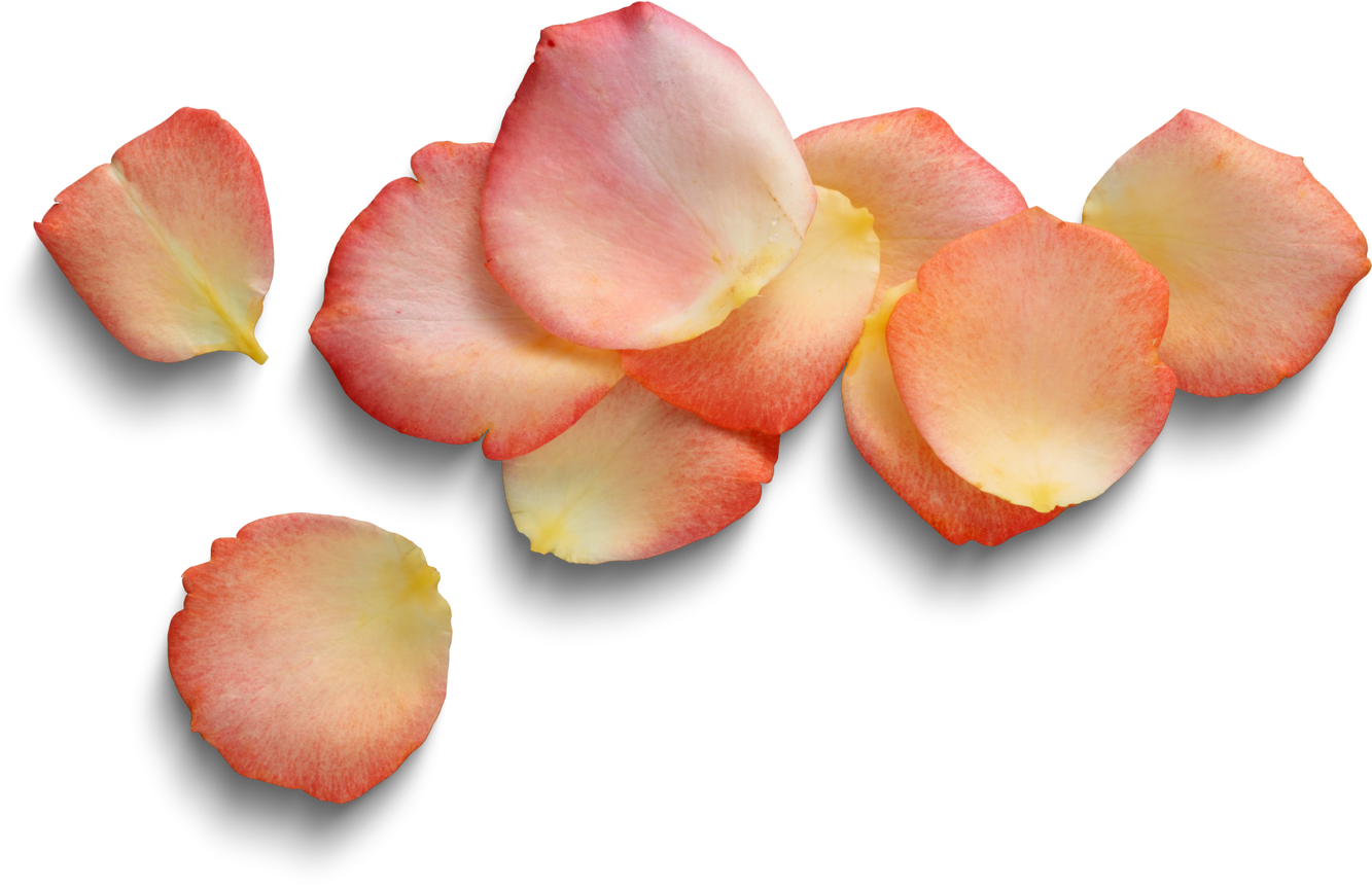 Rose petals